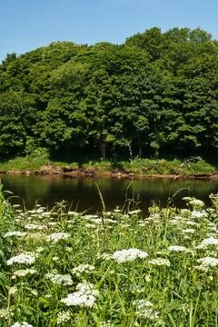 Riverbank in summer Stock Photos
