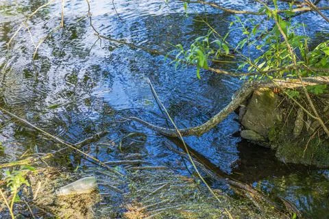 Riverbank with tree stump, fallen branches and plastic bottle beside rippled Stock Photos