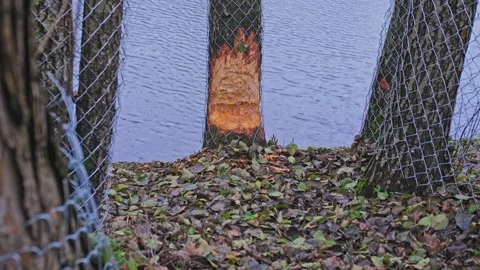 Riverbank Tree Trunks Wrapped in Metal Mesh Fence for Protection from Beavers Stock Footage 256022641