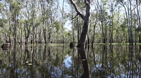 Riverbank Trees  Eucalyptus Murray River Australia HD Video stock 44621102