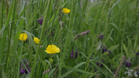 Riverbank_flowers Stock Footage 49162625
