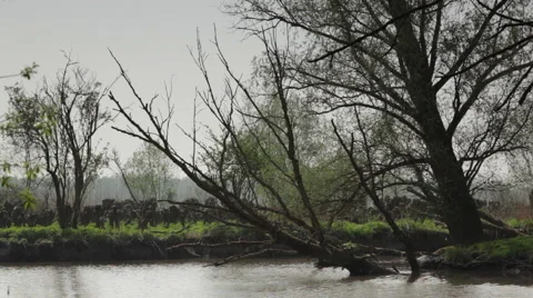 Riverbank_tree Stock Footage 49159056