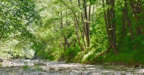 Riverbed in the forest during a drought Stock Footage 137649467