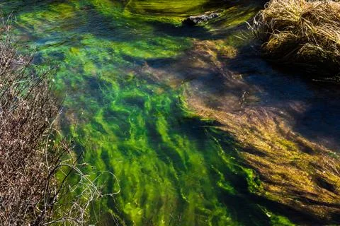 Riverbed with green algae in water Foto stock