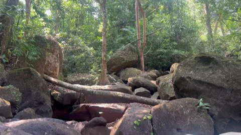 Riverbed in the jungle Video stock 333218778