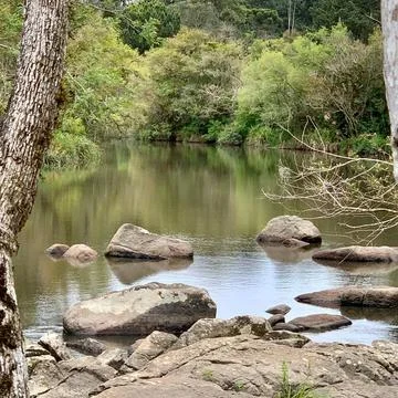 Riverbed with native forest Stock Photos