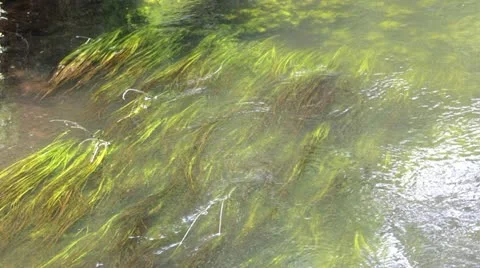 Riverbed Reeds Stock Footage 11124892