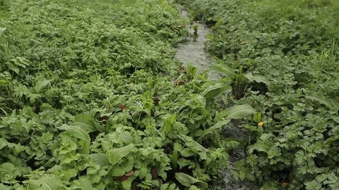 Riverbed vegetation Stock-Footage 77049444