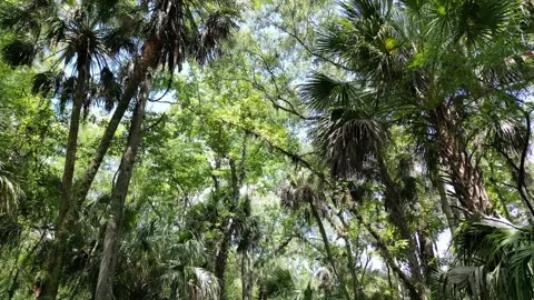 RiverFlightLookingUp Video stock 201973800