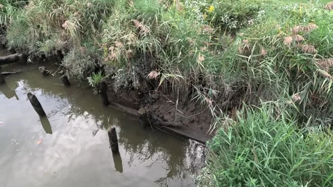 Riverfront marsh Stock Footage 286164113
