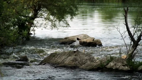 Rivergulls Stock Footage 100659784