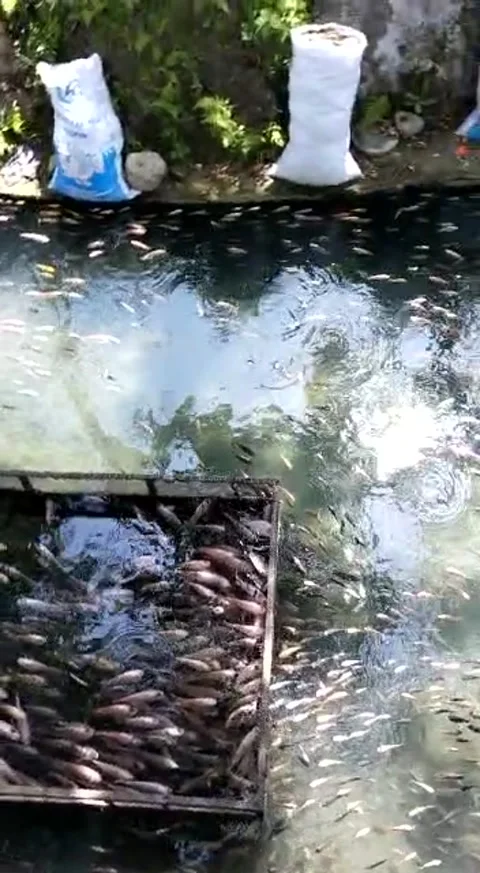 Rivermoon klaten the one one team Stock-Footage 214330953