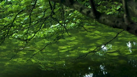 Riverplant 스톡 동영상 139488524