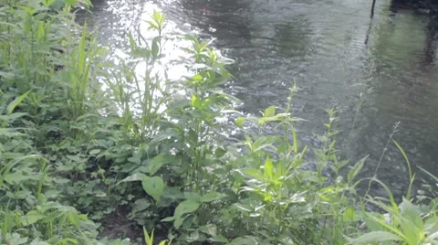 Rivers Bend Video stock 7766011