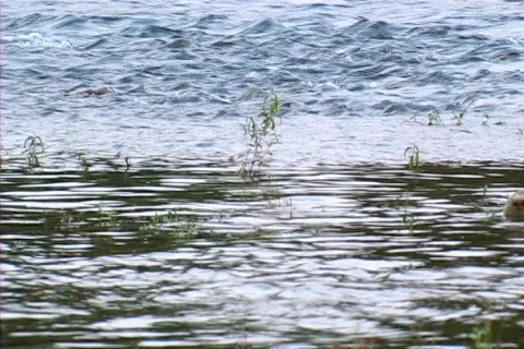 River's Contrary Motion Stock Footage