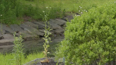 The River's Edge Stock Footage 277304389