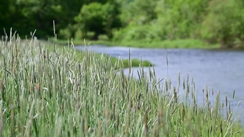 Rivers edge, spring bloom, shallow depth of field, tall grass in the wind Stock Footage 326216983