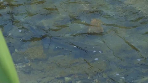 Rivers on the island of Kunashir Stock Footage 73834019