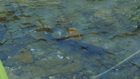 Rivers on the island of Kunashir Stock Footage 73834037