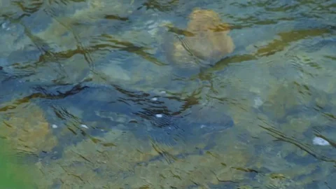 Rivers on the island of Kunashir Video stock 73834052