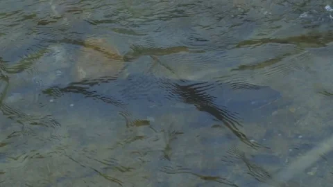 Rivers on the island of Kunashir Stock Footage 73834069