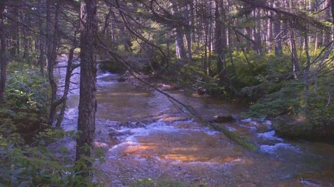 Rivers on the island of Kunashir Stock Footage 73851940