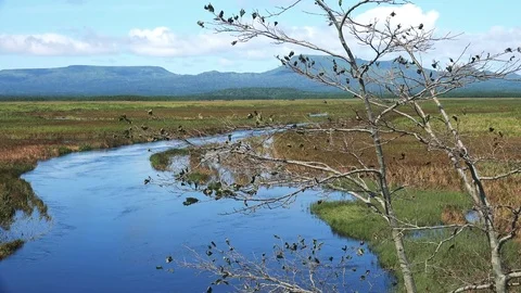 Rivers on the island of Kunashir Stock Footage 75397531