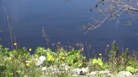 Rivers on the island of Kunashir Stock Footage 75397534