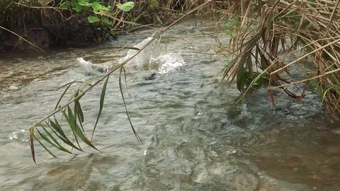 Rivers on the island of Kunashir Stock Footage 75398304