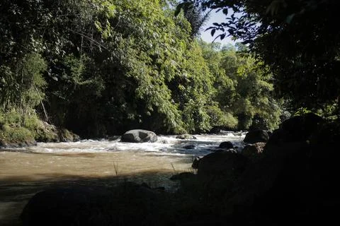 Rivers with shady trees Stock Photos