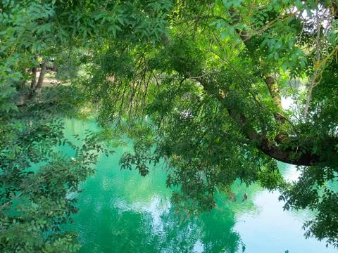 Riverscape with trees Stock Photos