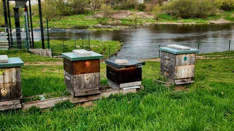Riverside Beehives Spring Apiary Setting Video stock 306878012