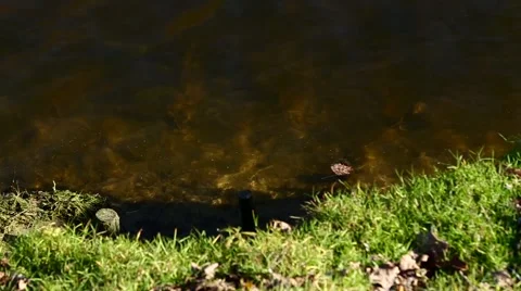 Riverside, closeup Stock Footage 49275237