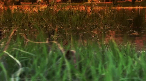 Riverside at Dusk Stock Footage 1042319