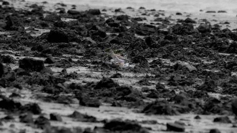 Riverside exposed by low tide Foto stock