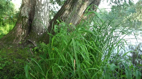On the riverside. Stock Footage 36218172