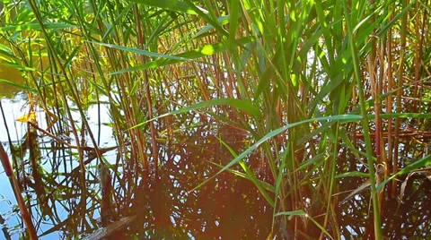 On the riverside Stock Footage 39951912