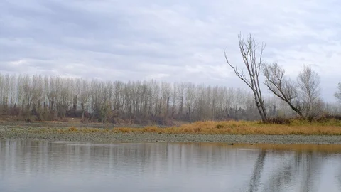 Riverside forest at the danube river Stock Footage 126762864