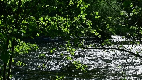 Riverside forest at the danube river Stock Footage 126890011