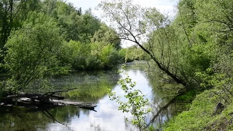 Riverside forest at the danube river Stock Footage 126890037