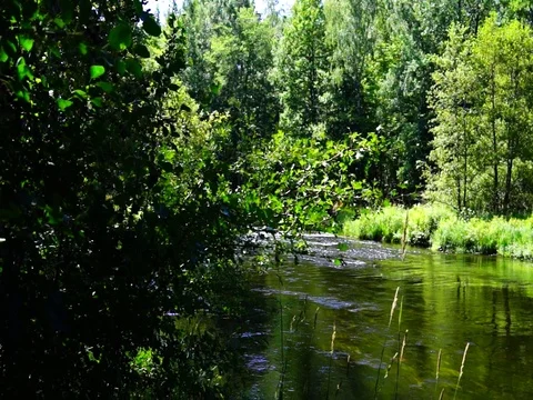 Riverside forest at the danube river Stock Footage 126986399