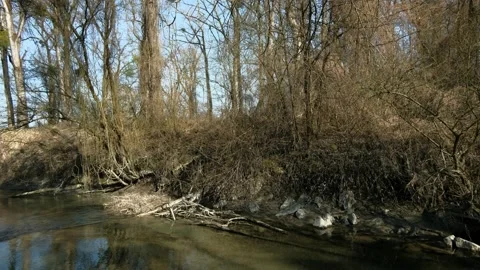 Riverside forest near the danube river in austria Stock Footage 151304580