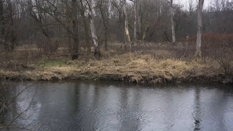 Riverside forest with raindrops falling into flow water, low riverside with d Stock Footage 123122119