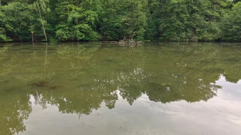 Riverside forest at water edge with mirror reflection, fallen log on shoreline, Stock Footage 345286653