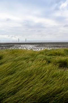 Riverside grass and distant bridge Stock Photos
