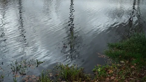 The riverside with grass. Cloudy sky reflections in water waves. Stock Footage 119292163
