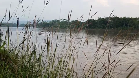 Riverside Grass Time Lapse Video stock 199813509