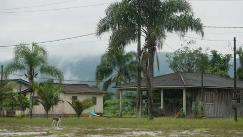 Riverside Homes Surrounded by Palm Trees Stock Footage 340485241