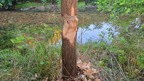 Riverside landscape with peeling tree trunk, dense green foliage, rocky stream 스톡 동영상 342358418