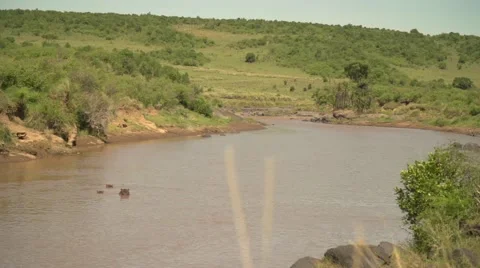 Riverside of Mara River with Hippos in slow motion, Maasai Mara, Kenya Stock Footage 40956105